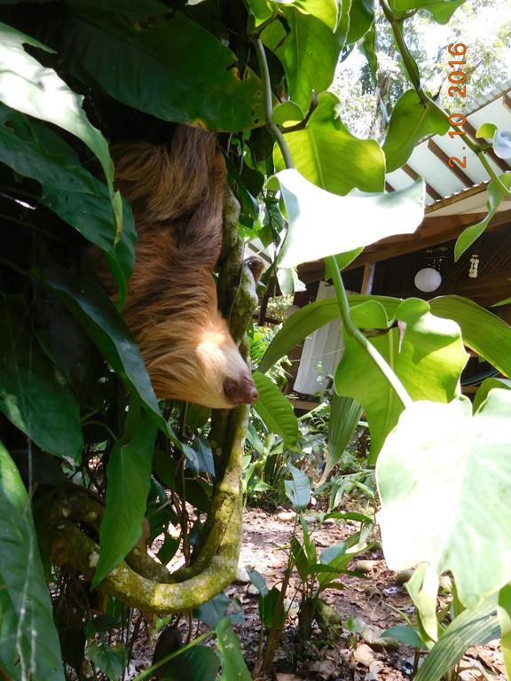 Casa Lina Sloth View Exotic Apartment With Privat Kitchen Puerto Viejo de Talamanca المظهر الخارجي الصورة
