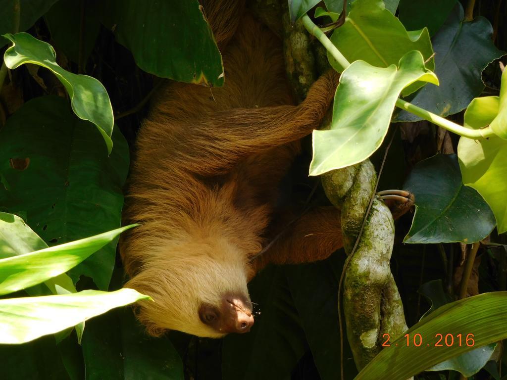 Casa Lina Sloth View Exotic Apartment With Privat Kitchen Puerto Viejo de Talamanca المظهر الخارجي الصورة