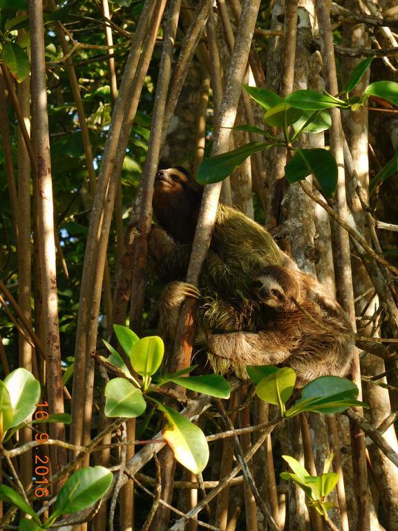 Casa Lina Sloth View Exotic Apartment With Privat Kitchen Puerto Viejo de Talamanca المظهر الخارجي الصورة