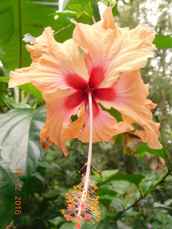 Casa Lina Sloth View Exotic Apartment With Privat Kitchen Puerto Viejo de Talamanca المظهر الخارجي الصورة