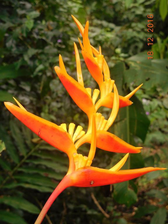 Casa Lina Sloth View Exotic Apartment With Privat Kitchen Puerto Viejo de Talamanca المظهر الخارجي الصورة