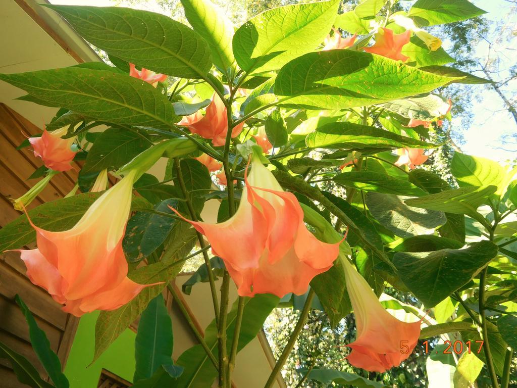 Casa Lina Sloth View Exotic Apartment With Privat Kitchen Puerto Viejo de Talamanca المظهر الخارجي الصورة